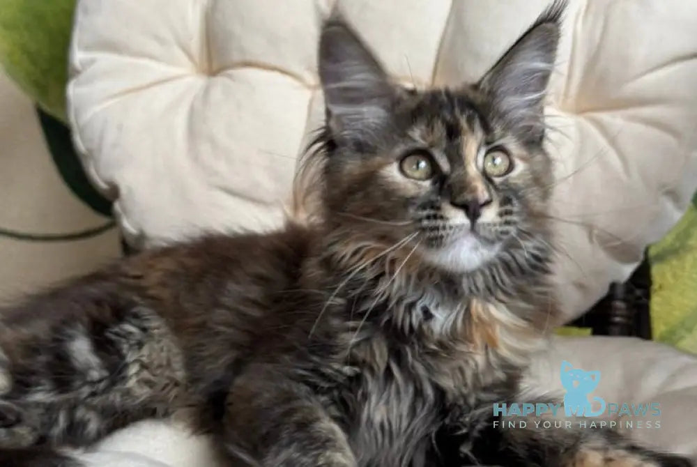 Lola Maine Coon female black tortie live animals