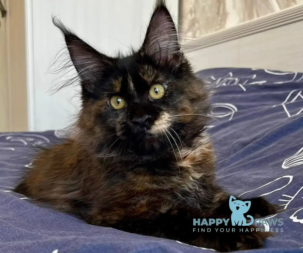 Lola Maine Coon female black tortie live animals