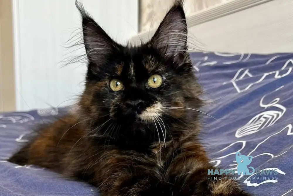 Lola Maine Coon female black tortie live animals
