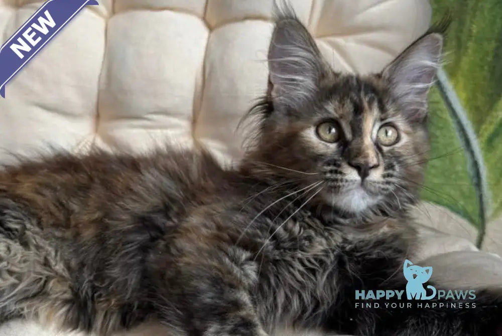 Lola Maine Coon female black tortie live animals