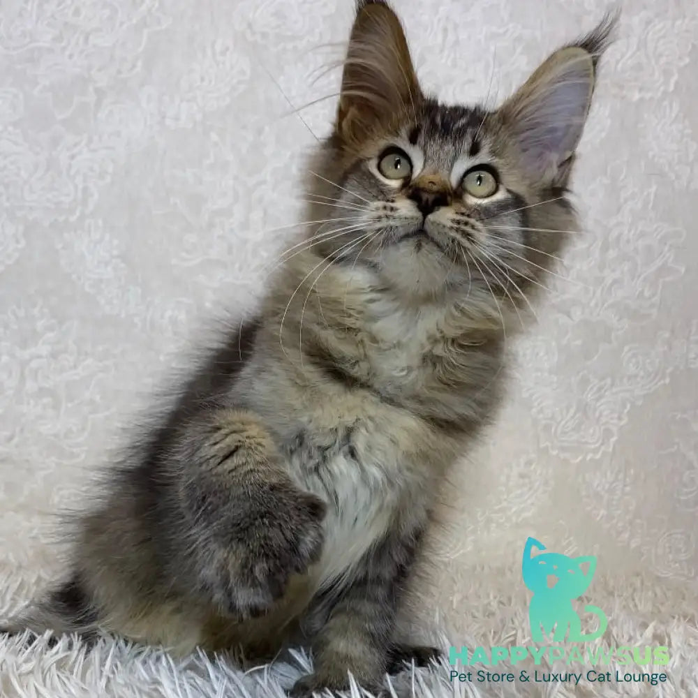 Lola Maine Coon polydactyl 6x6x6x6 female black ticked tabby - live animals