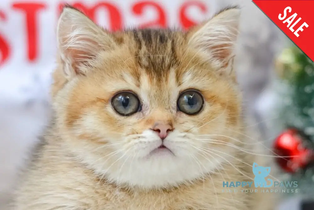 Lola Munchkin female black golden ticked tabby live animals