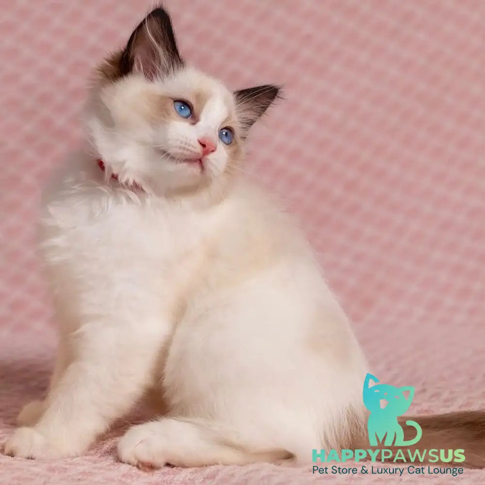 Lola Ragdoll female seal bicolour - live animals
