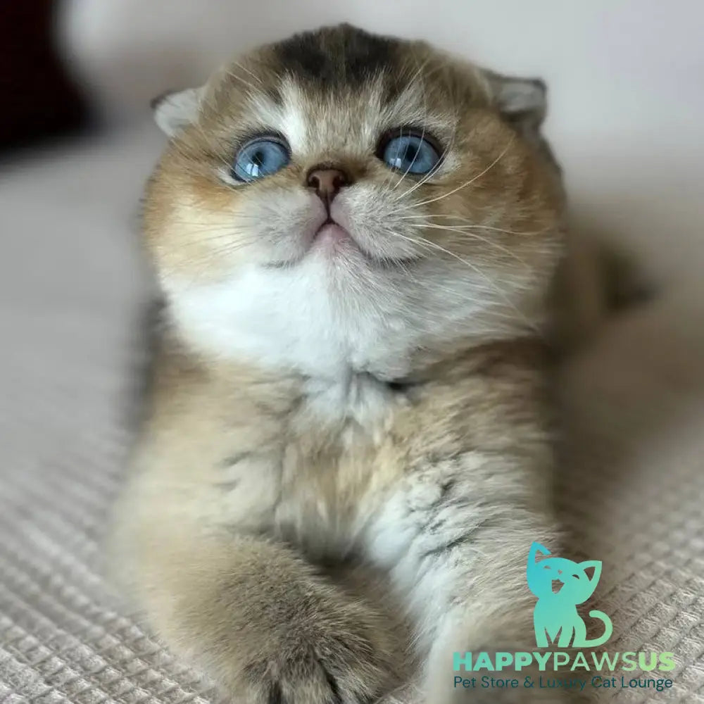 Lola Scottish Fold female black golden ticked tabby with white - live animals