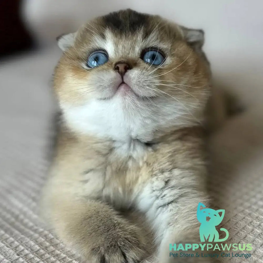 Lola Scottish Fold female black golden ticked tabby with white - live animals
