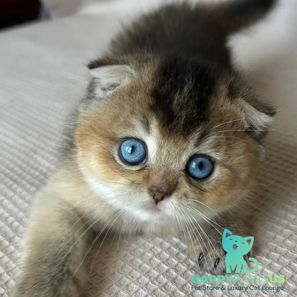 Lola Scottish Fold female black golden ticked tabby with white - live animals