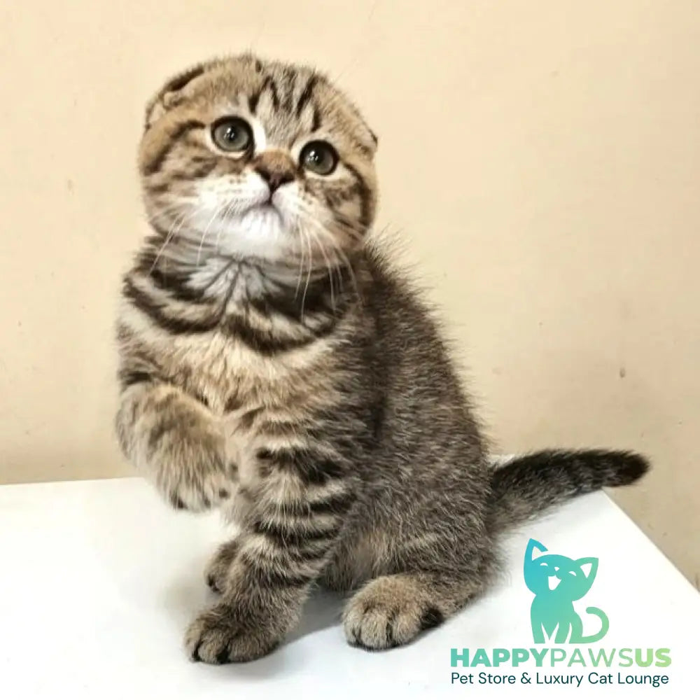 Lola Scottish Fold female black spotted tabby - live animals