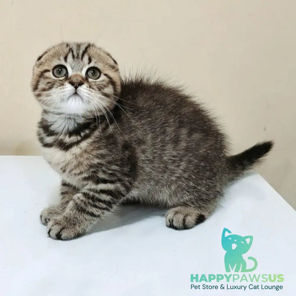 Lola Scottish Fold female black spotted tabby - live animals