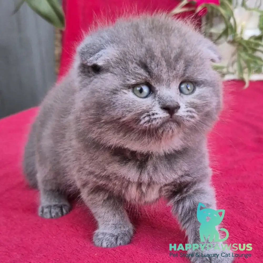 Lola Scottish Fold female blue - live animals