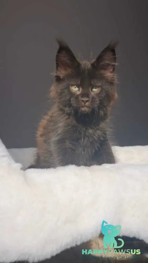 Lolita Maine Coon female black - live animals