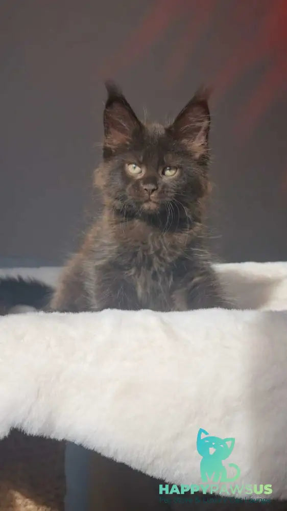 Lolita Maine Coon female black - live animals