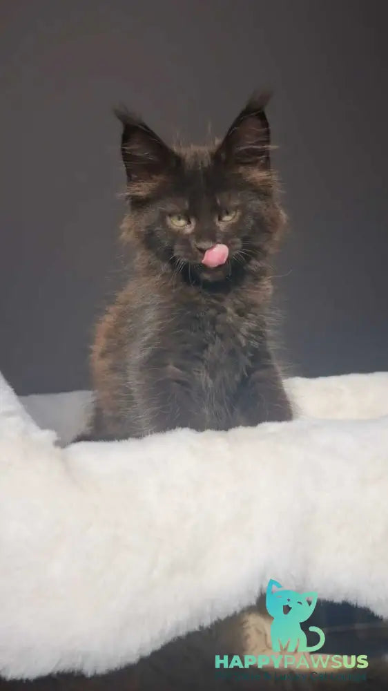 Lolita Maine Coon female black - live animals
