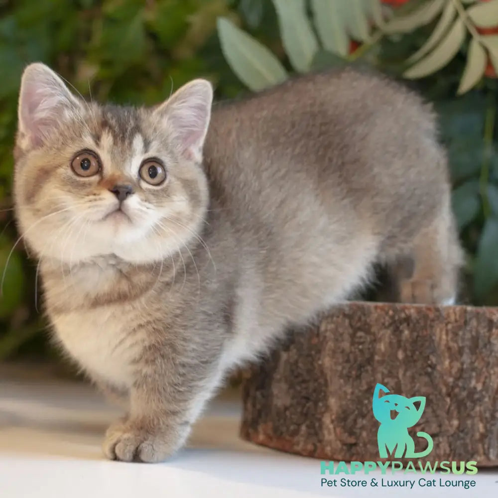 Lolita Munchkin female black ticked tabby - live animals