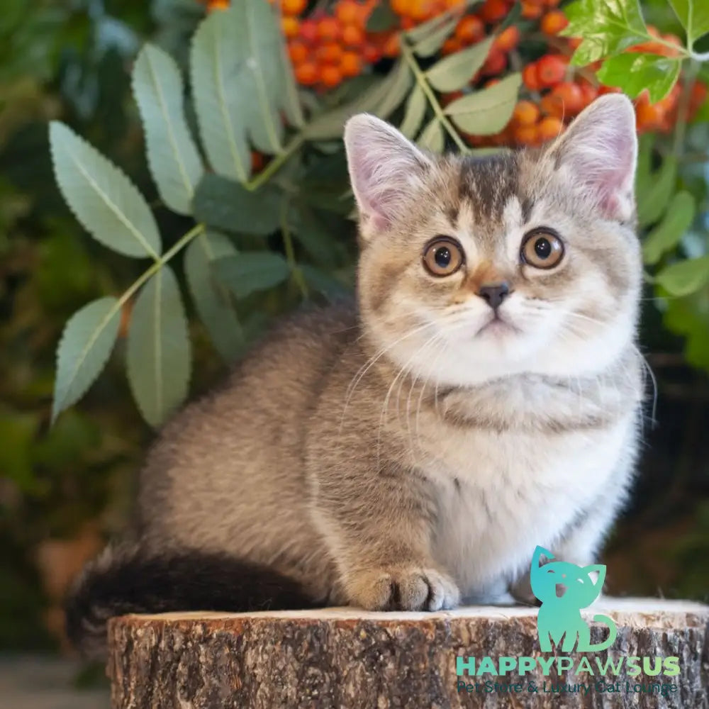 Lolita Munchkin female black ticked tabby - live animals