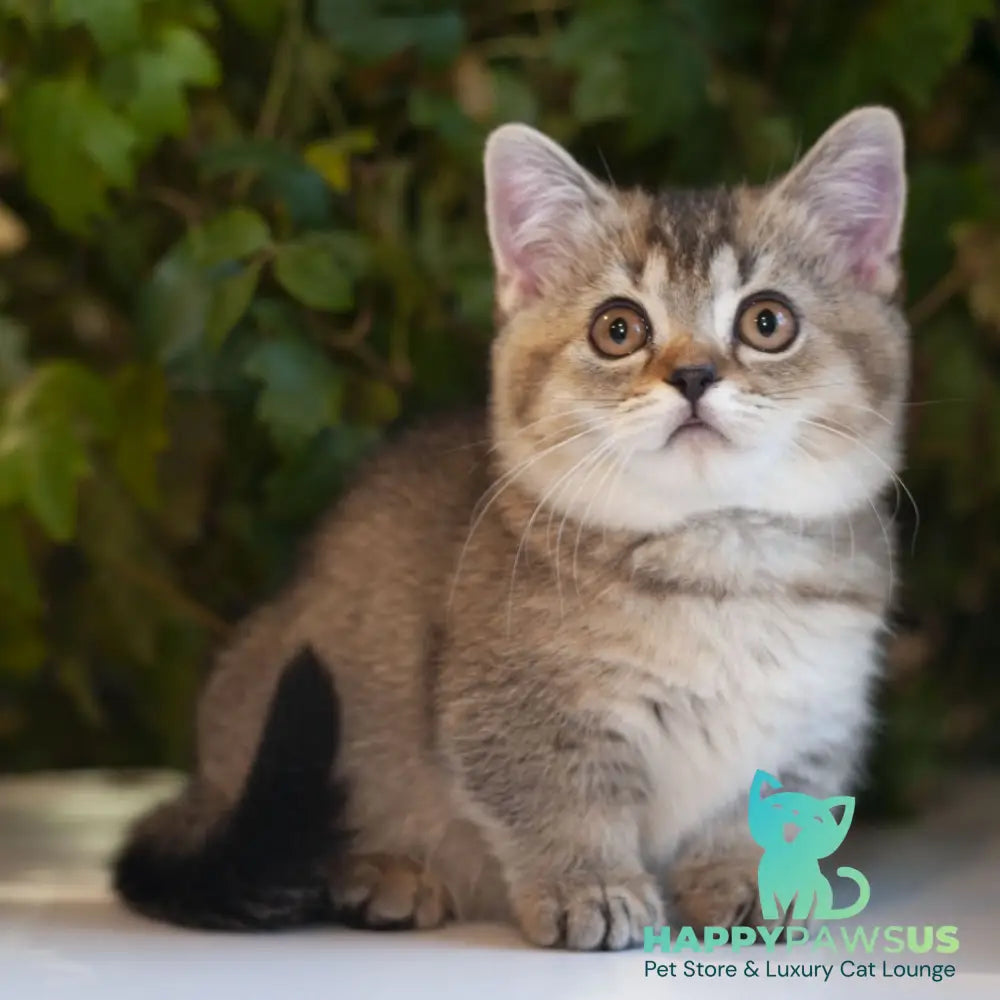 Lolita Munchkin female black ticked tabby - live animals