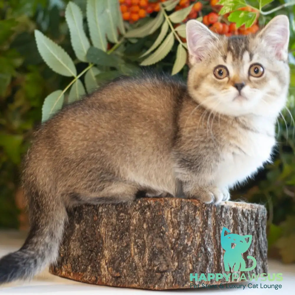 Lolita Munchkin female black ticked tabby - live animals