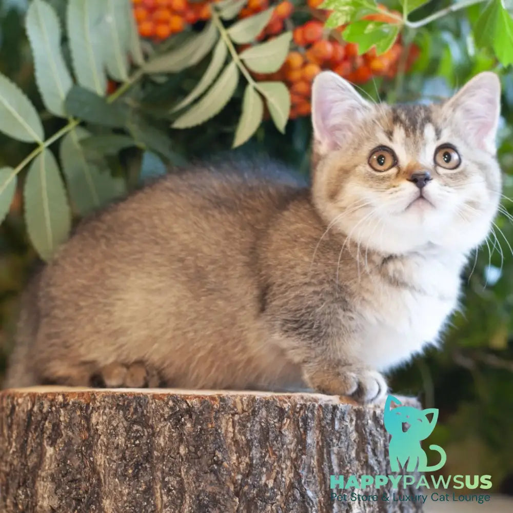 Lolita Munchkin female black ticked tabby - live animals