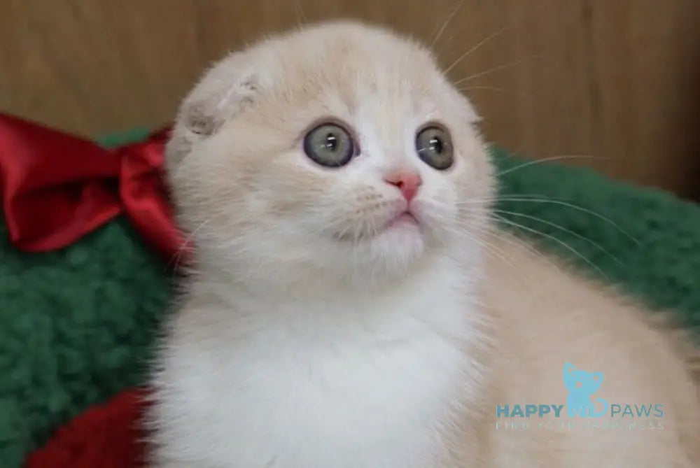 Lollipop Scottish Fold male cream spotted tabby bicolour live animals