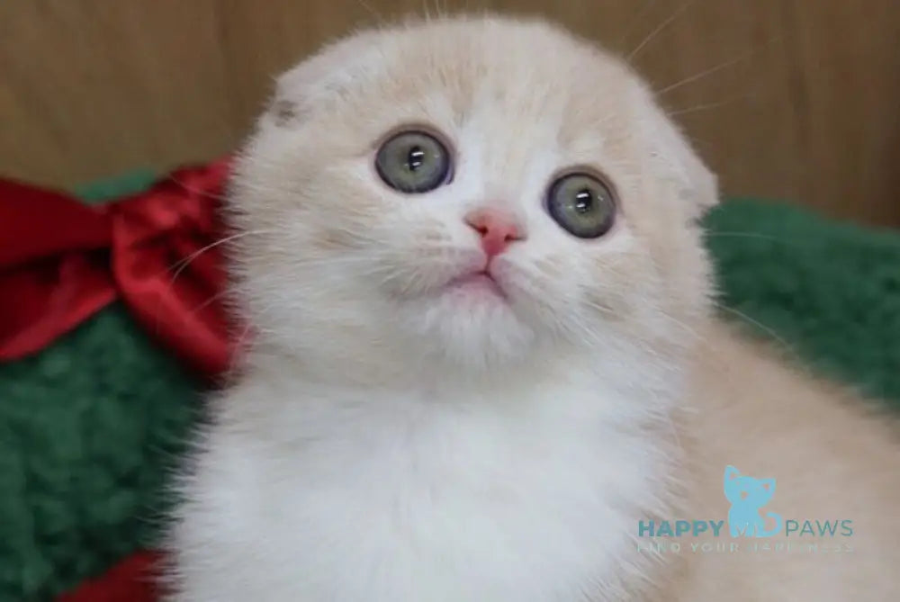 Lollipop Scottish Fold male cream spotted tabby bicolour live animals