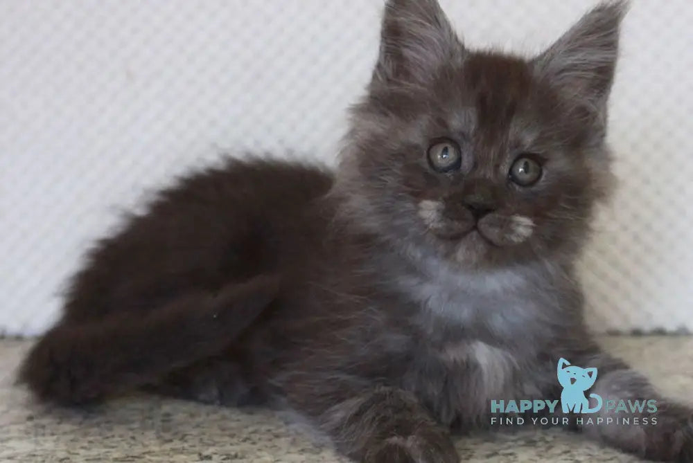 Lolo Maine Coon male black smoke live animals