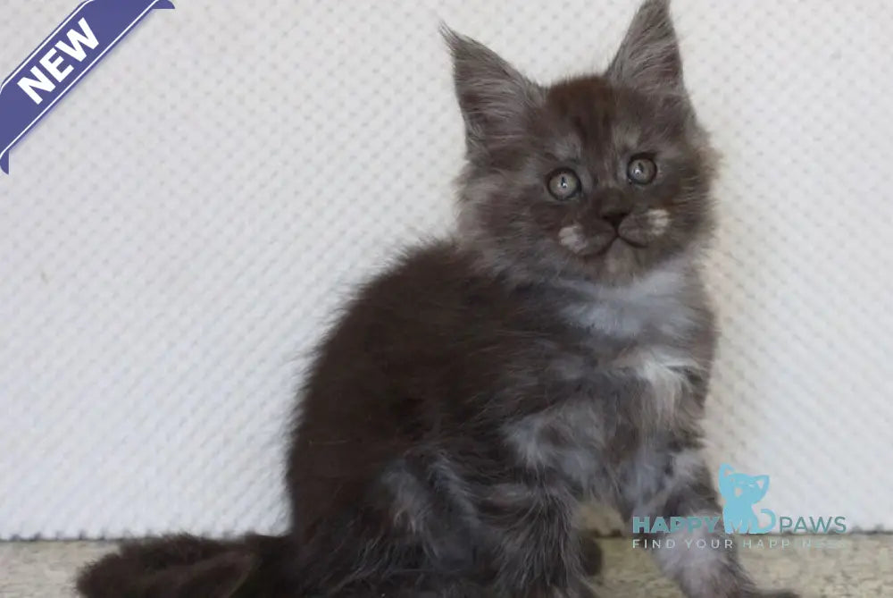 Lolo Maine Coon male black smoke live animals