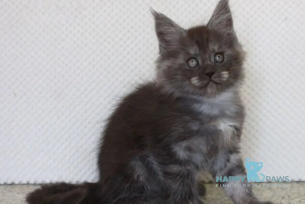 Lolo Maine Coon male black smoke live animals