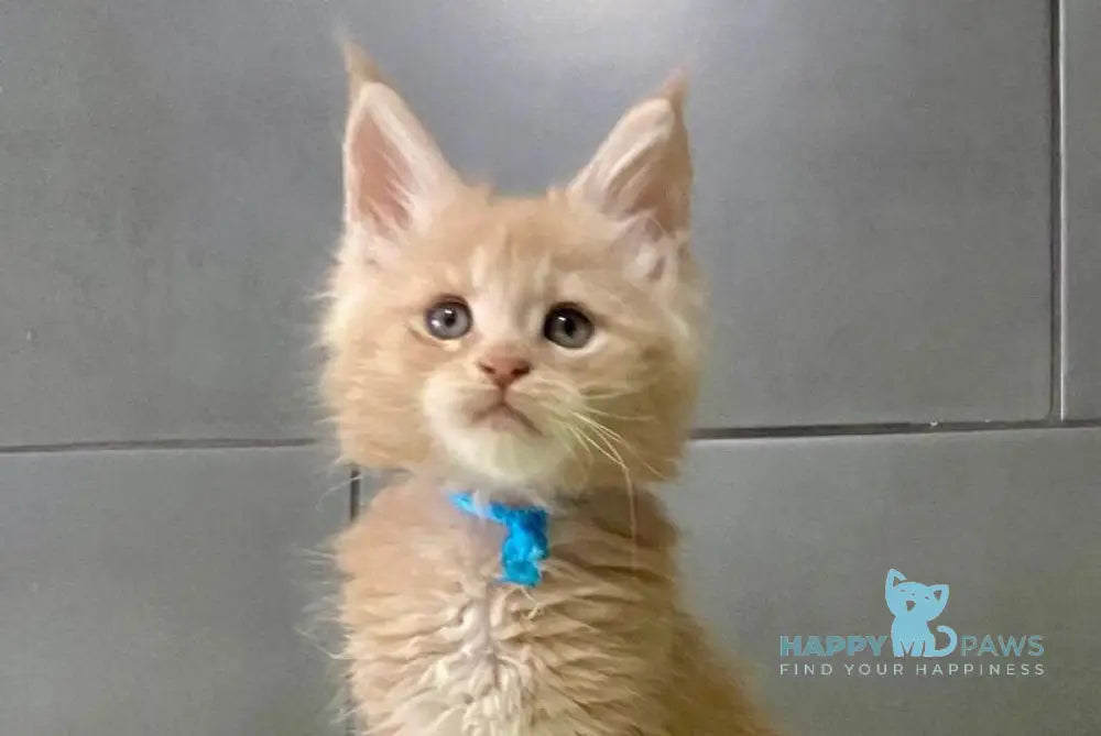 Long Island Maine Coon polydactyl male cream live animals