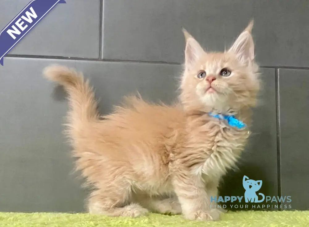 Long Island Maine Coon polydactyl male cream live animals