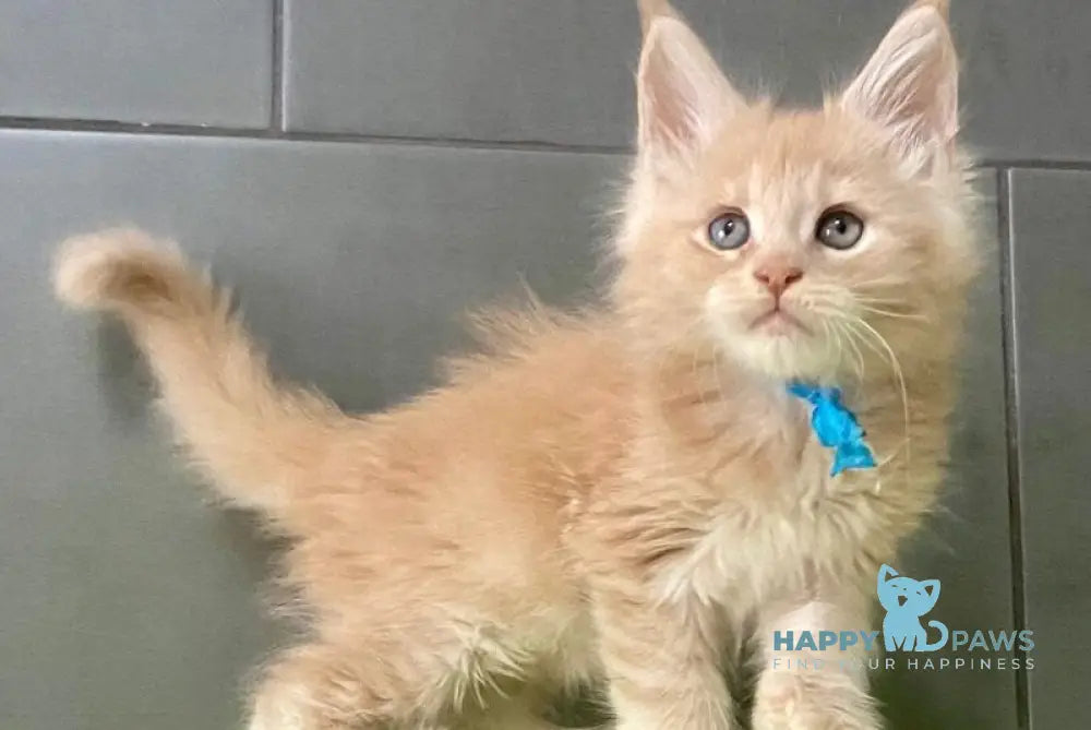 Long Island Maine Coon polydactyl male cream live animals