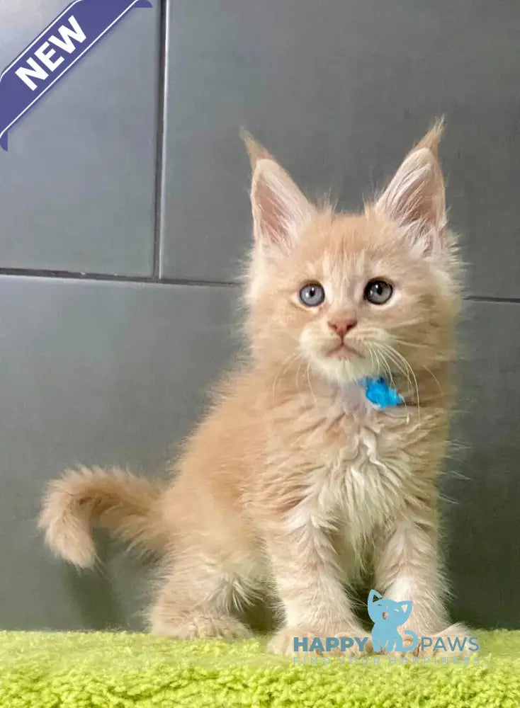Long Island Maine Coon polydactyl male cream live animals