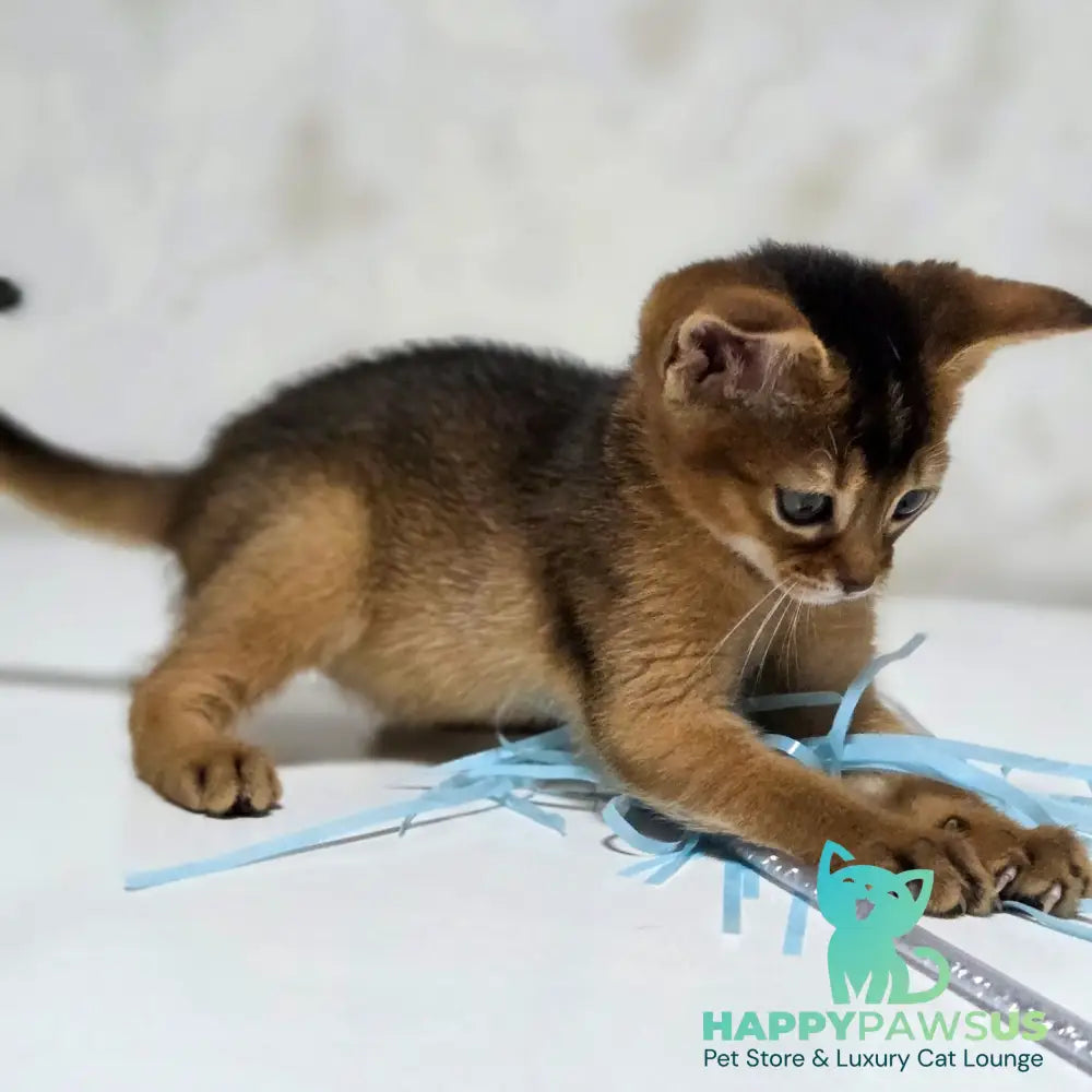 Lora Abyssinian female black - live animals