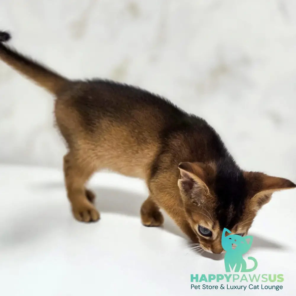 Lora Abyssinian female black - live animals