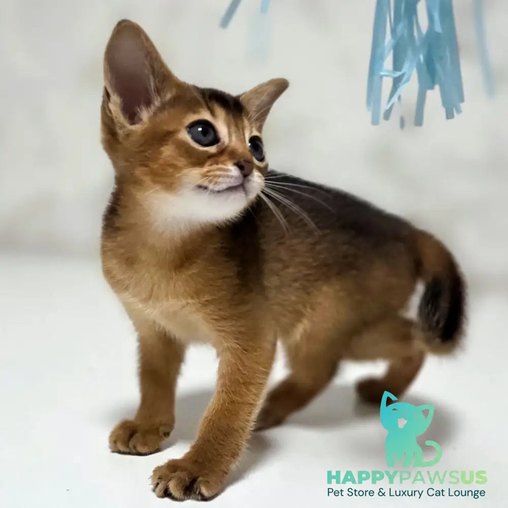Lora Abyssinian female black - live animals