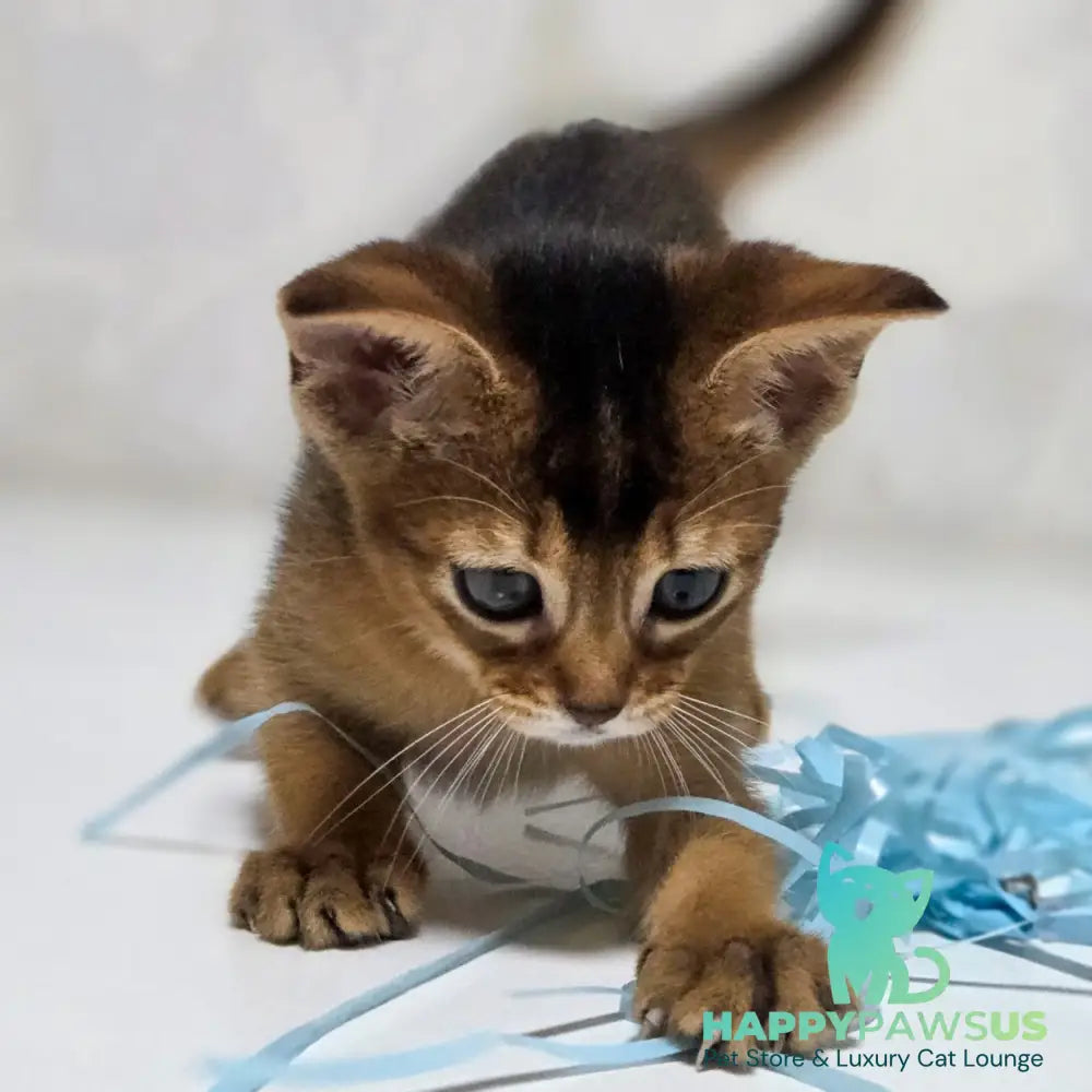 Lora Abyssinian female black - live animals