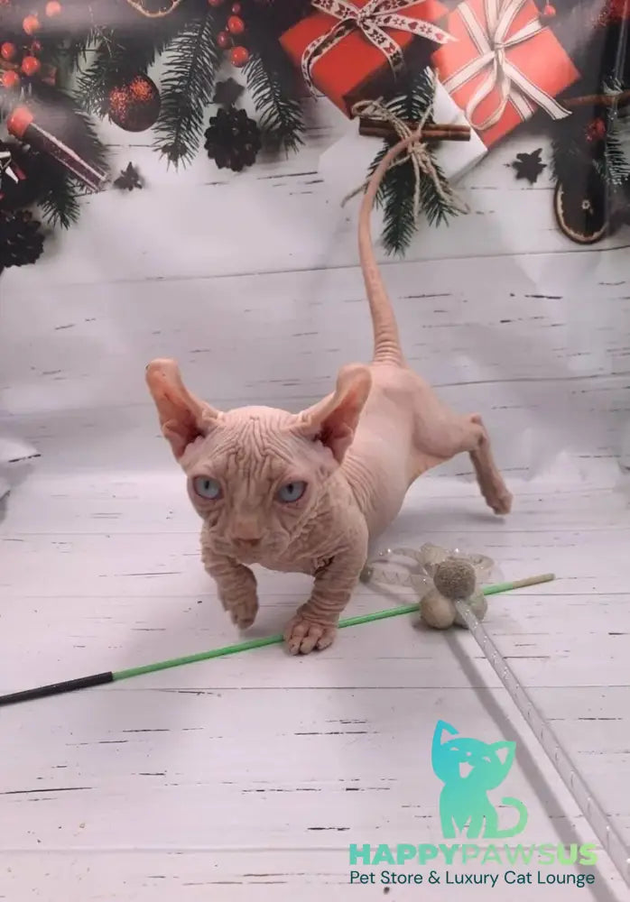 Lord Dwelf male white - live animals