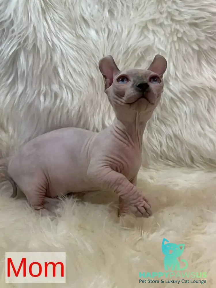Lord Dwelf male white - live animals