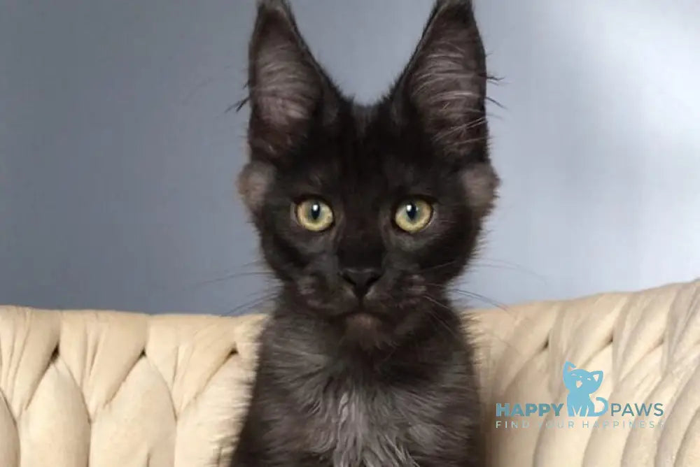 Lord Maine Coon male black silver live animals