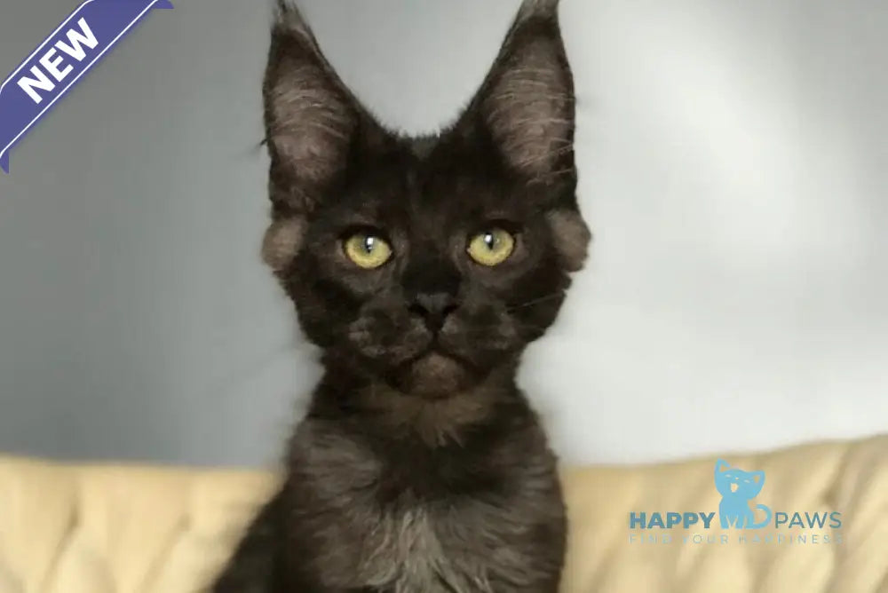 Lord Maine Coon male black silver live animals