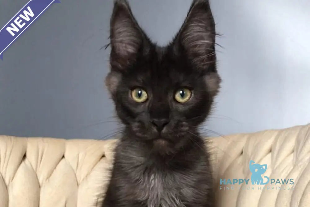 Lord Maine Coon male black silver live animals