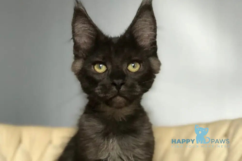 Lord Maine Coon male black silver live animals