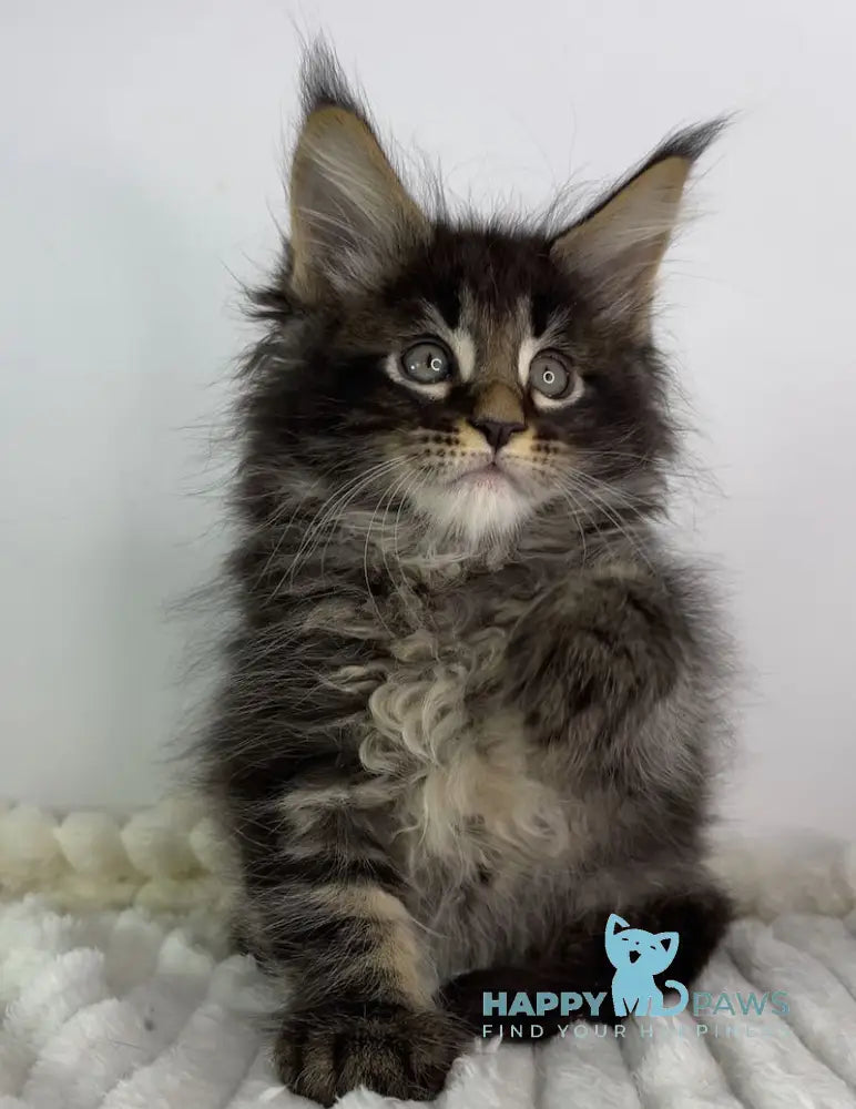 Lord Maine Coon male black tabby live animals