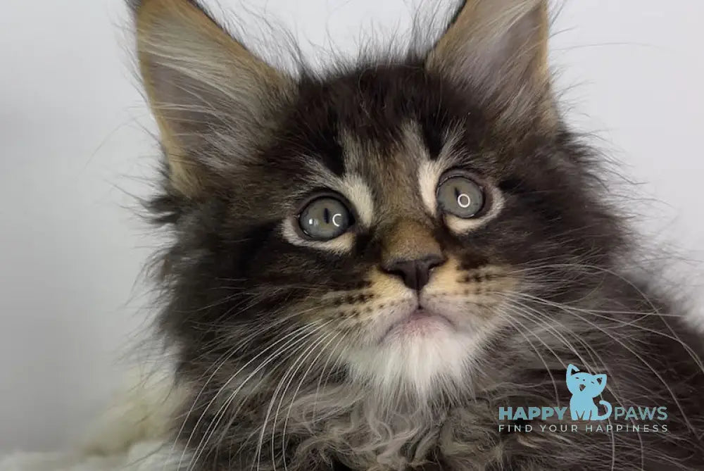 Lord Maine Coon male black tabby live animals