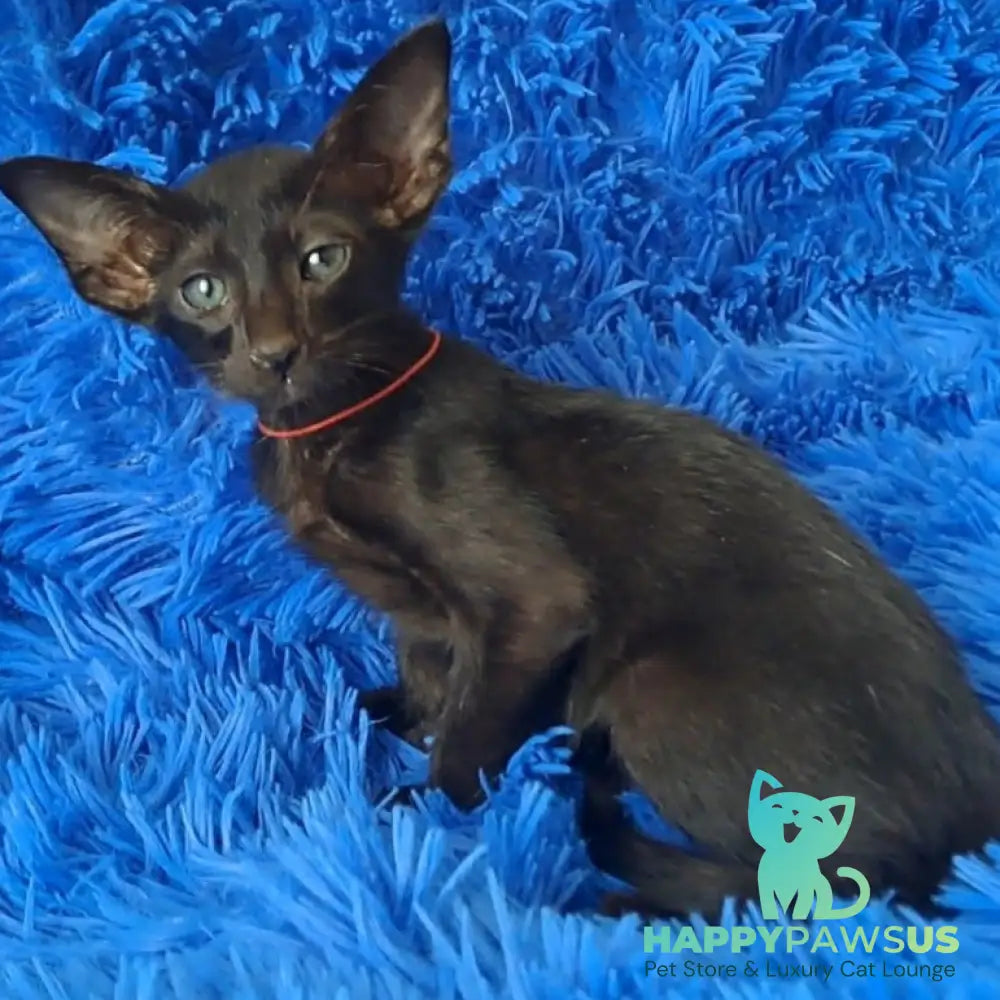 Lord Oriental Shorthair male black - live animals