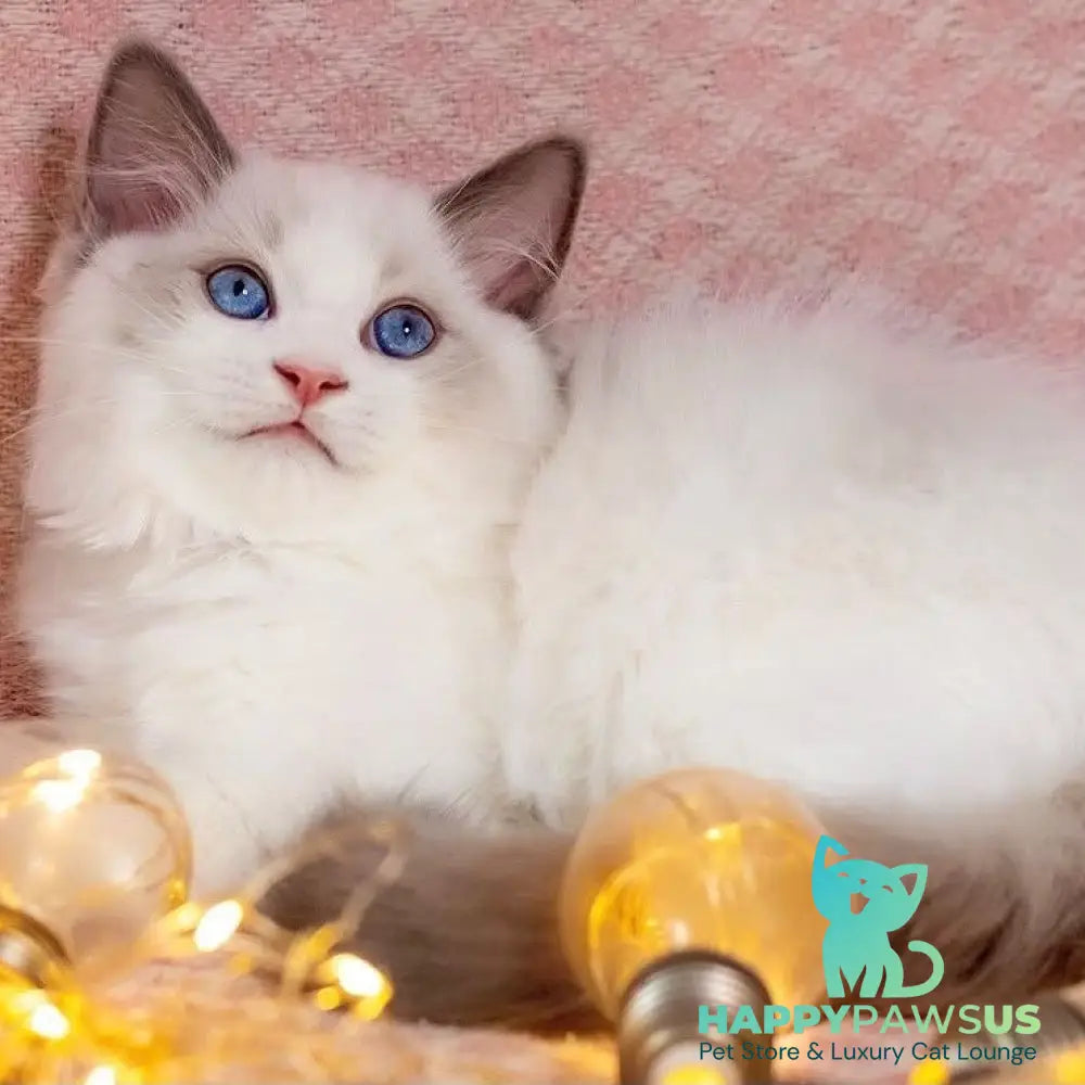 Lord Ragdoll male blue bicolour - live animals