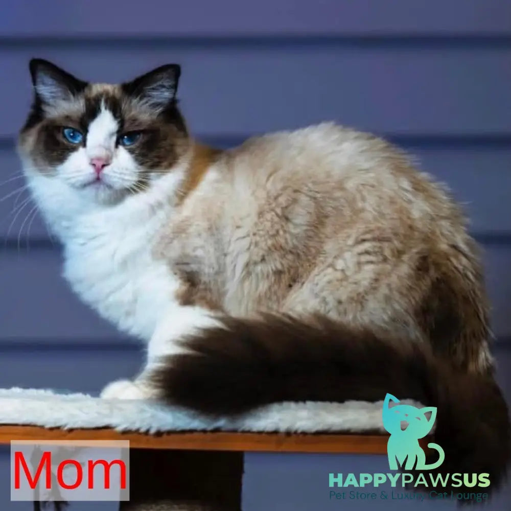 Lord Ragdoll male seal bicolour - live animals
