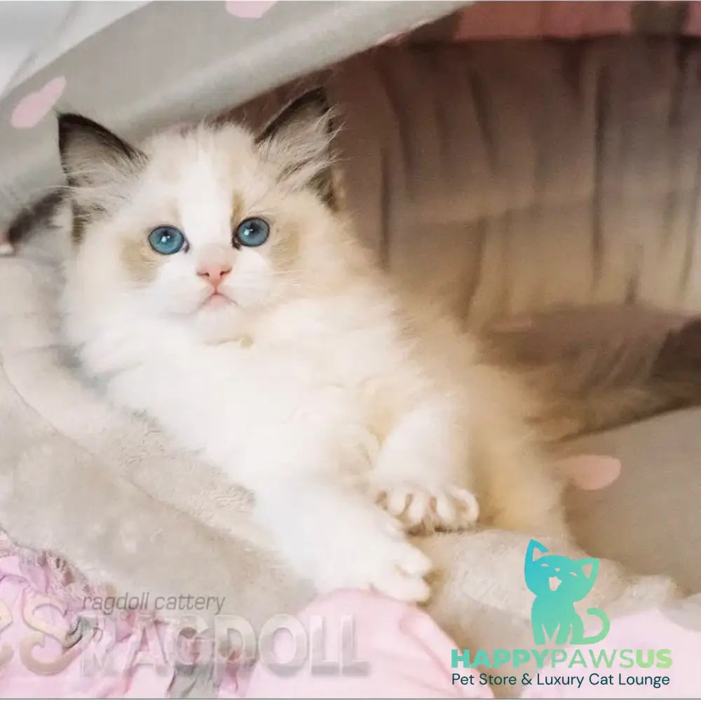 Lord Ragdoll male seal bicolour - live animals