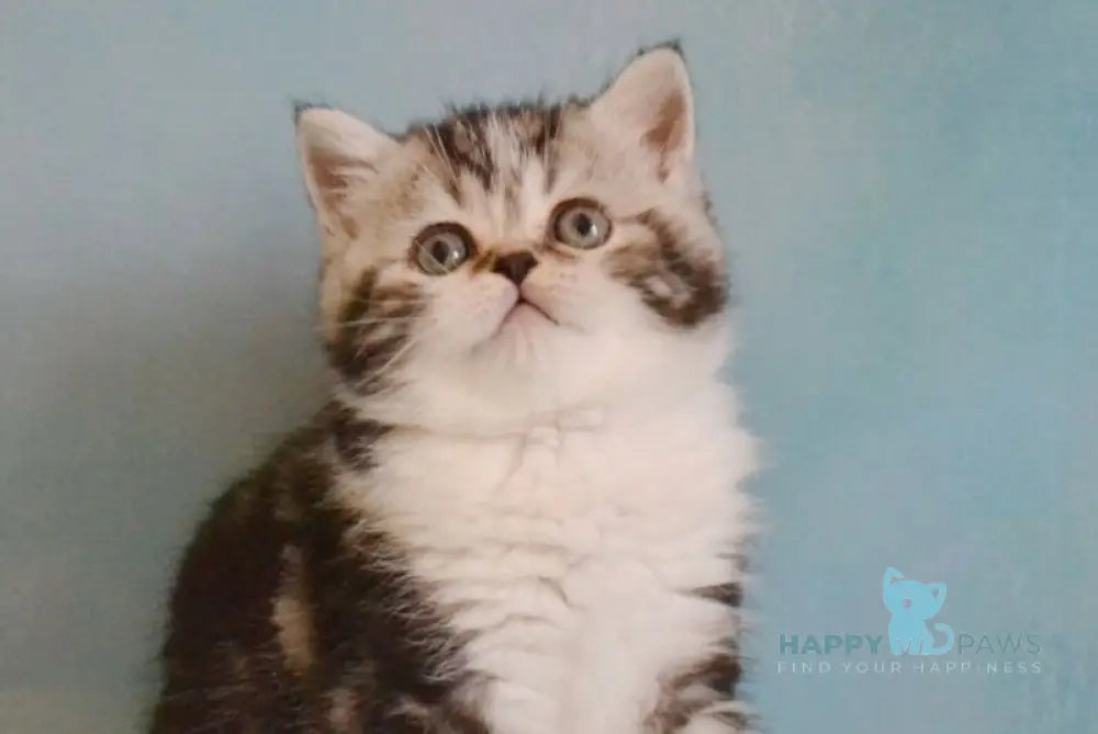 Lord Scottish Straight male black silver tabby bicolour live animals