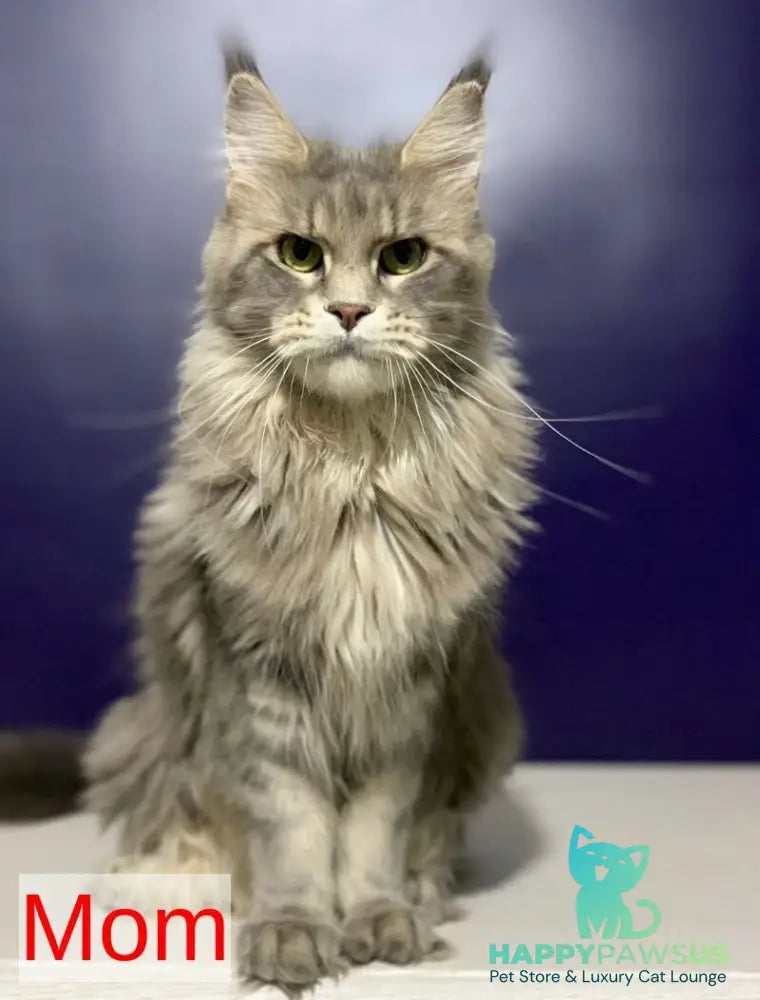 Lorelei Maine Coon female black tabby live animals
