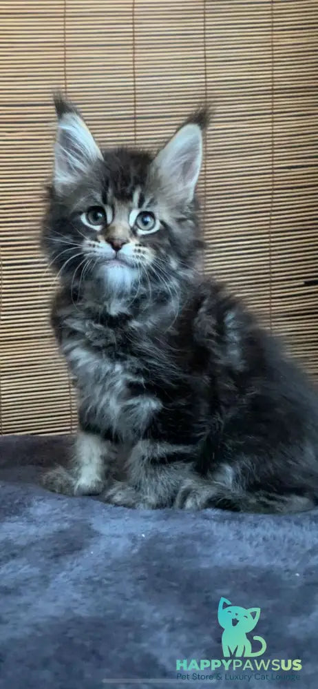 Lorelei Maine Coon female black tabby live animals