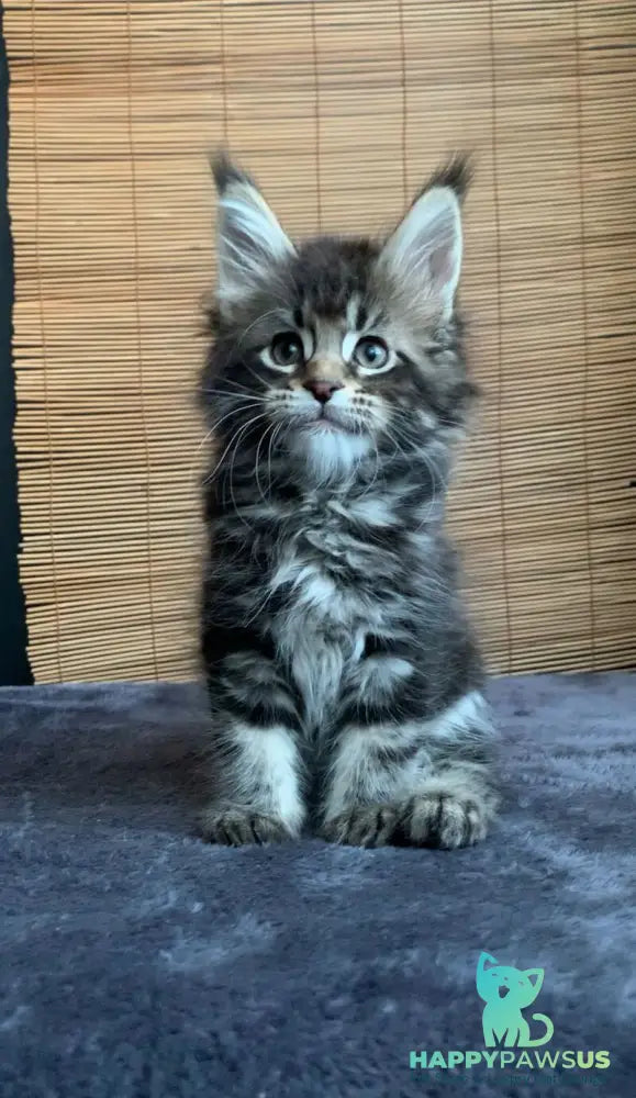 Lorelei Maine Coon female black tabby live animals
